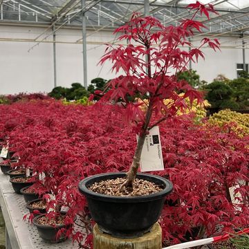 Acer palmatum 'Deshôjô'