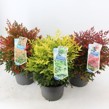 Nandina domestica MIX