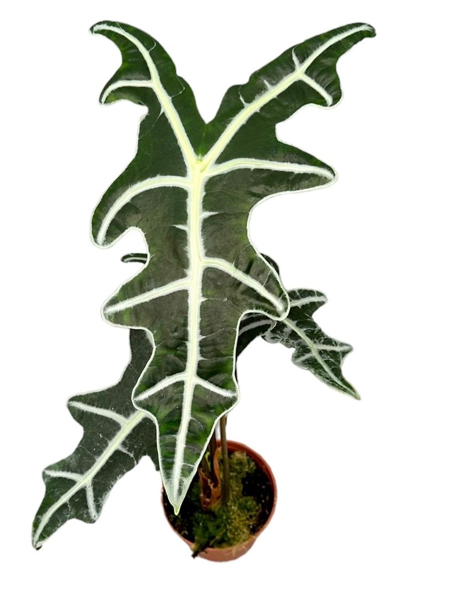 Alocasia sanderiana 'Nobilis' — Plant Wholesale FlorAccess