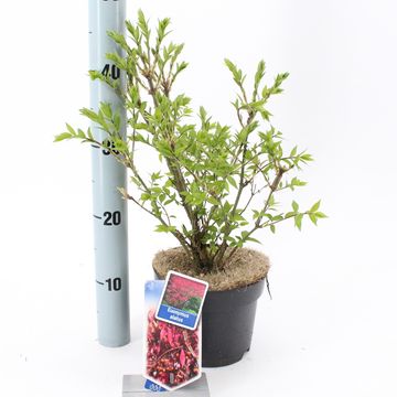 Euonymus alatus