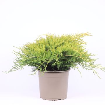 Juniperus x pfitzeriana 'Gold Coast'