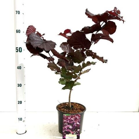 Corylus maxima 'Purpurea'