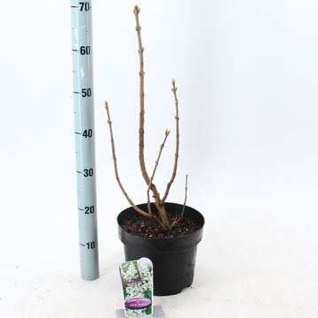 Syringa vulgaris 'Mme Lemoine'