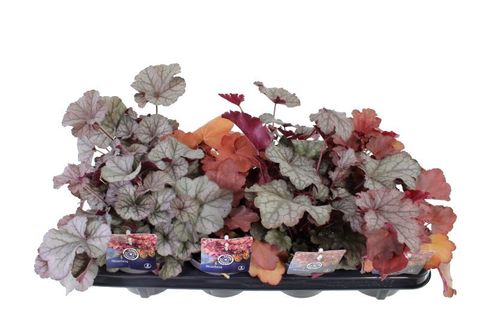 Heuchera TERRA NOVA