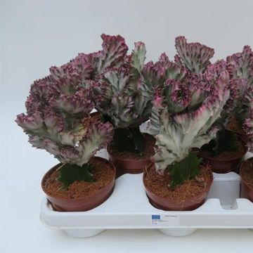 Euphorbia lactea 'Cristata'