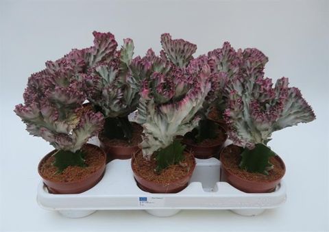 Euphorbia lactea 'Cristata'