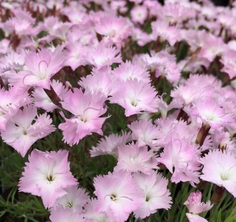 Dianthus 'Whatfield Wisp'