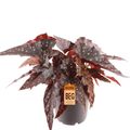 Begonia 'Black Forest'