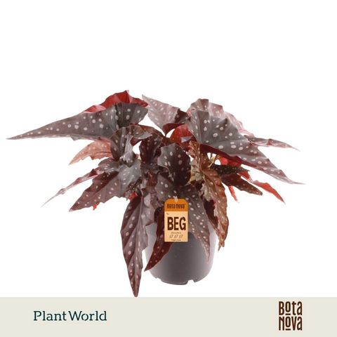 Begonia 'Black Forest'