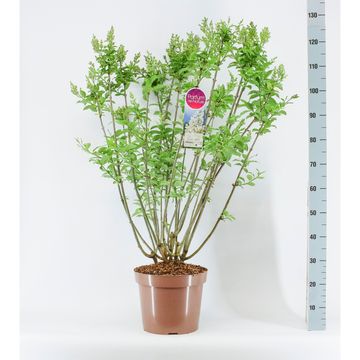 Syringa 'Agnes Smith'