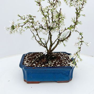 Prunus incisa 'Kojou-no-mai'