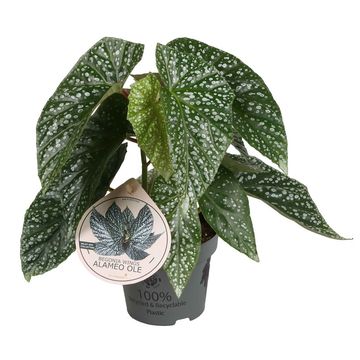 Begonia 'Alameo Olé'