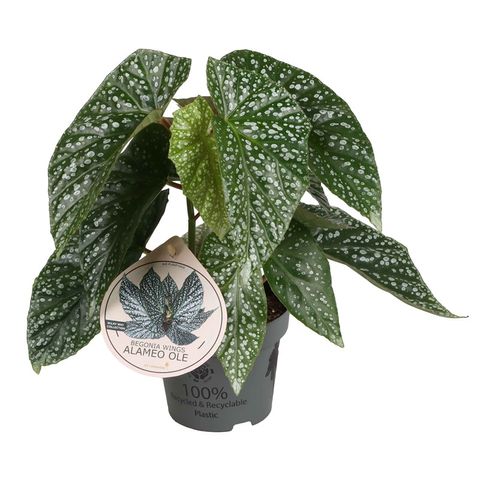 Begonia 'Alameo Olé'