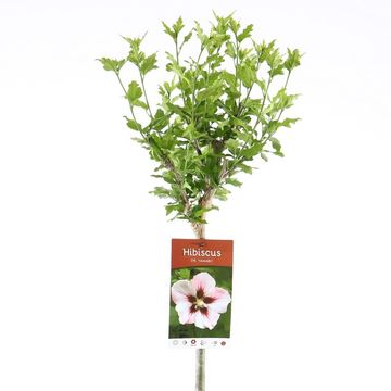 Hibiscus syriacus 'Hamabo'