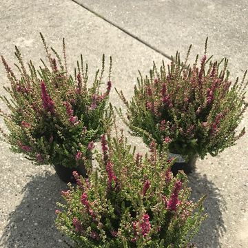 Calluna vulgaris 'Dark Beauty'