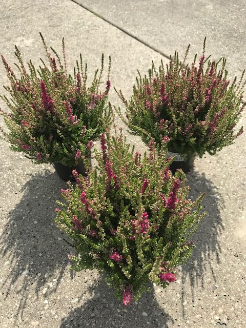 Calluna vulgaris 'Dark Beauty'