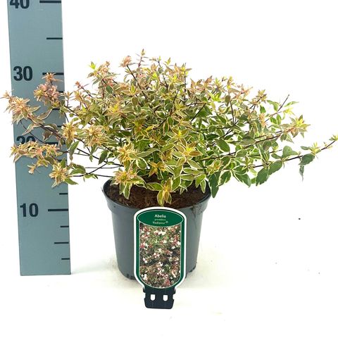 Abelia x grandiflora 'Radiance'