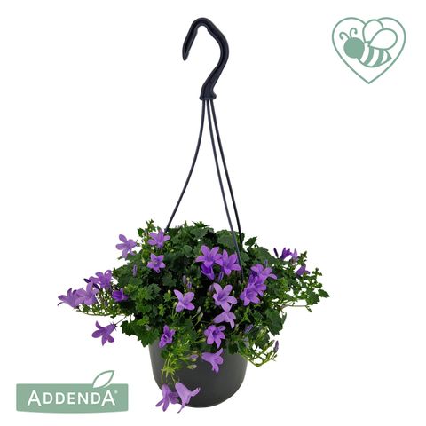 Campanula portenschlagiana 'Ambella Lavender'