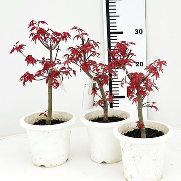 Acer palmatum 'Deshôjô'