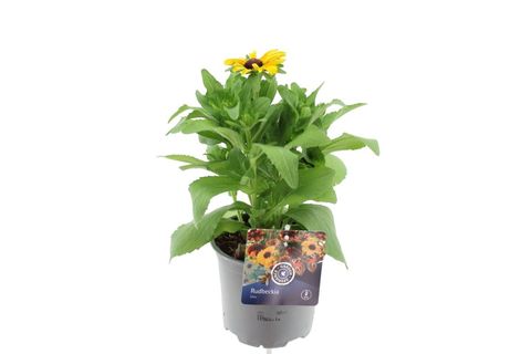 Rudbeckia hirta MIX