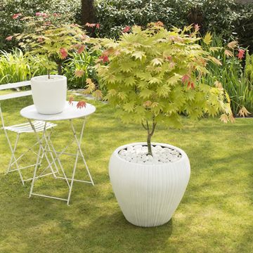 Acer shirasawanum MOONRISE