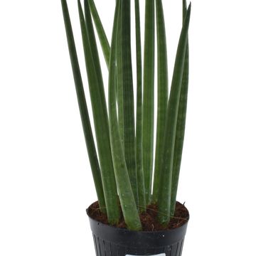 Sansevieria bacularis 'Mikado'