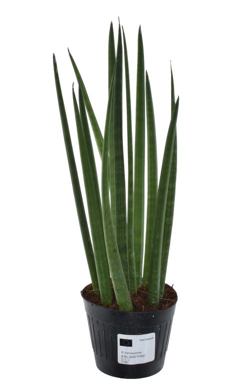 Sansevieria bacularis 'Mikado'