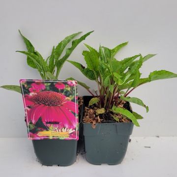 Echinacea purpurea POWWOW WILD BERRY