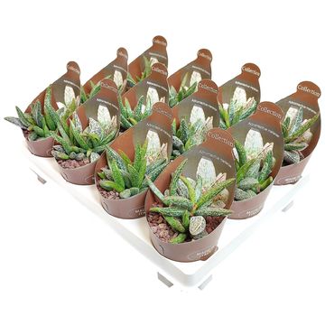 Adromischus marianae CLANWILLIAM