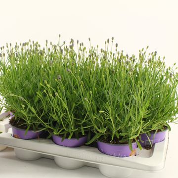 Lavandula angustifolia 'Essence Purple'
