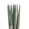 Sansevieria cylindrica 'Straight'