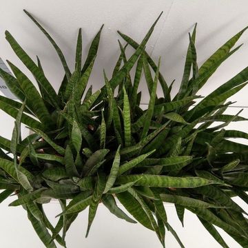 Sansevieria zeylanica 'Greenline'