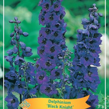 Delphinium 'Black Knight'