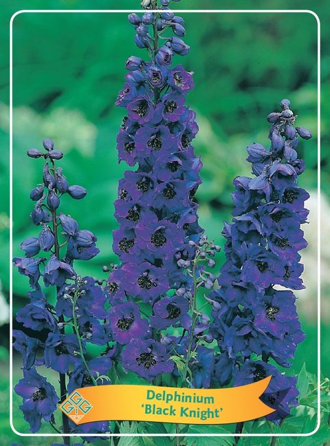 Delphinium MIX