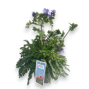 Polemonium 'Hurricane Ridge'