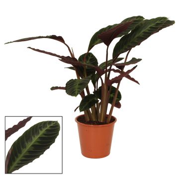 Calathea warscewiczii