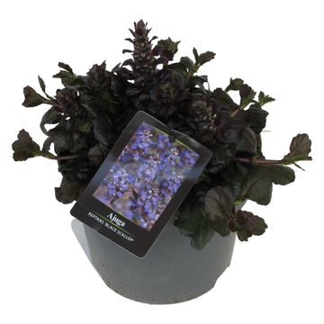Ajuga reptans BLACK SCALLOP