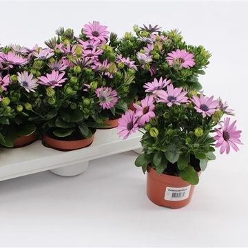 Osteospermum GGG PASSION PINK