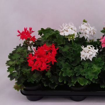 Pelargonium FIREWORKS SCARLET