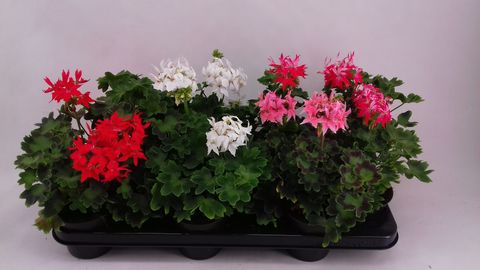 Pelargonium FIREWORKS PINK