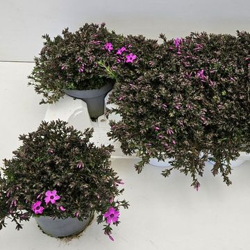 Phlox subulata