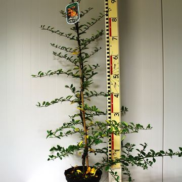 Pyracantha 'Soleil d'Or'