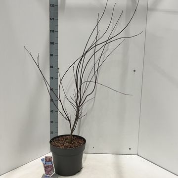 Acer palmatum 'Trompenburg'