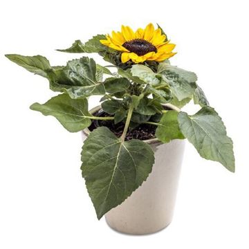 Helianthus annuus 'Petisol'