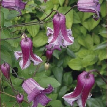 Clematis QUEEN MOTHER (Vt)