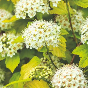 Physocarpus opulifolius 'Dart's Gold'