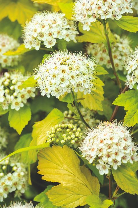 Physocarpus opulifolius 'Dart's Gold'
