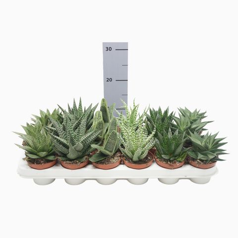 Aloe MIX