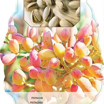 Pistacia lentiscus