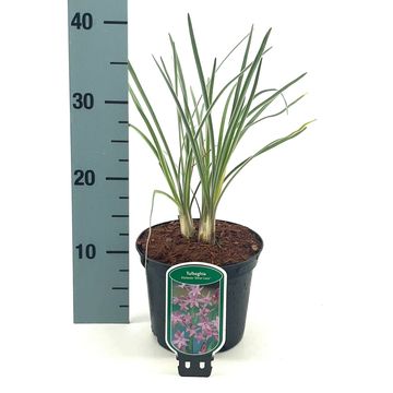 Tulbaghia violacea 'Silver Lace'